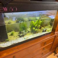 Acquario 200l con filtri e accessori