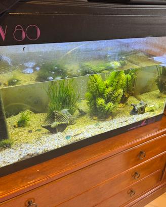 Acquario 200l con filtri e accessori