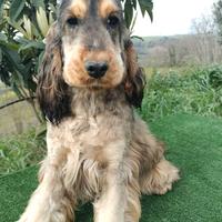 Cocker spaniel inglese pedigree nero focato