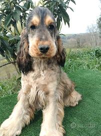 Cocker spaniel inglese pedigree nero focato