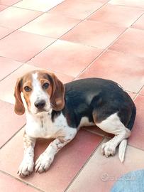 Beagle piccola taglia