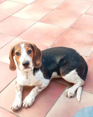 Beagle piccola taglia