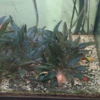 Pesci tropicali guppy e platy