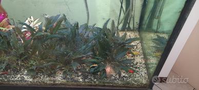 Pesci tropicali guppy e platy