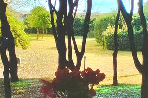 Jesolo vista mare piscina nobarriere spiaggia cani