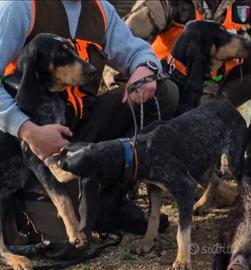 Petit bleu de gascogne