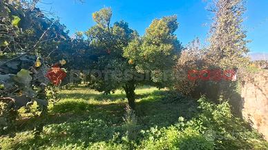 Terreno Agricolo Castel San Giorgio