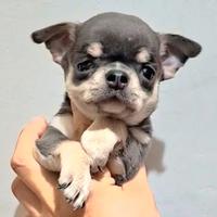 Chihuahua da compagnia