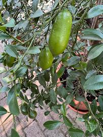 Finger lime limone caviale