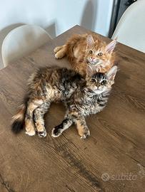 Cuccioli di Maine Coon