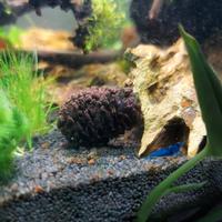 Neocaridine davidi blue dream