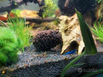 Neocaridine davidi blue dream