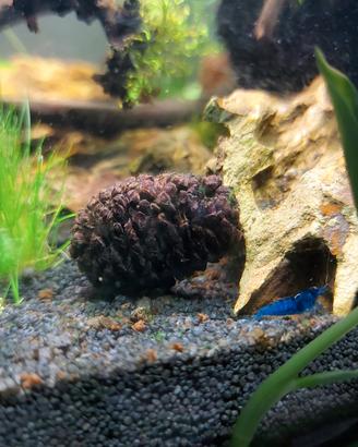 Neocaridine davidi blue dream