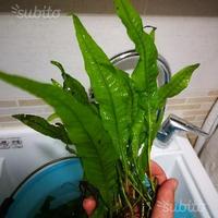 Piante Giganti x acquario