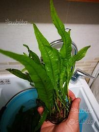 Piante Giganti x acquario