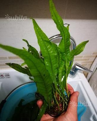 Piante Giganti x acquario