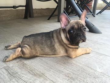 Bulldog francese nati in casa