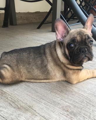 Bulldog francese nati in casa