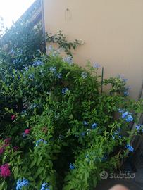 pianta perenne.( plumbago)