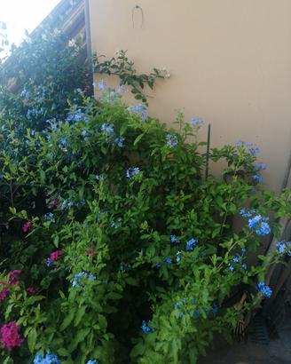 pianta perenne.( plumbago)