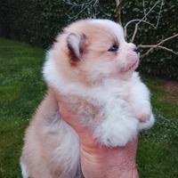 Volpino di pomerania