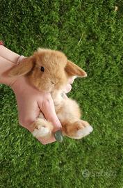 Conigli ariete nano minilop blu fulvo