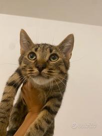 Gattini