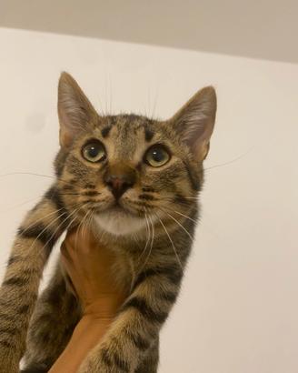 Gattini