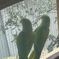 Parrocchetto dal collare