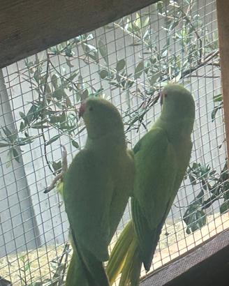 Parrocchetto dal collare