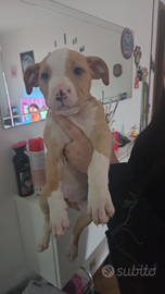 Cuccioli american pitbull terrier
