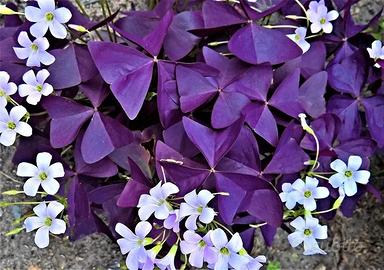 oxalis triangularis viola 