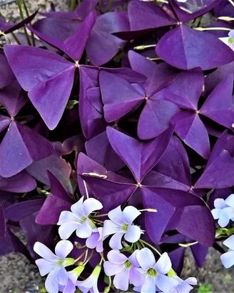 oxalis triangularis viola 