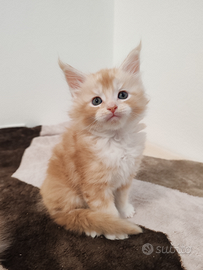 Cucciolo maine coon con pedigree