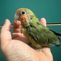 Inseparabili allevati a mano