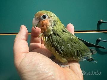 Inseparabili allevati a mano