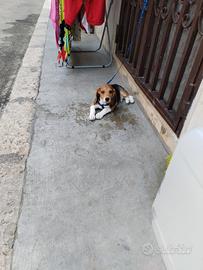 Beagle