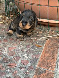 Cuccioli di bassotto tedesco a pelo duro