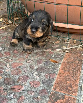 Cuccioli di bassotto tedesco a pelo duro