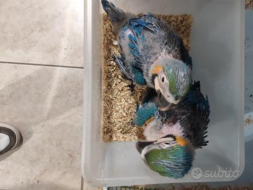 Animali