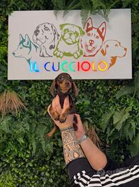 Cuccioli di bassotto maschio e femmina