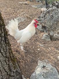 Gallo Moroseta x Marans