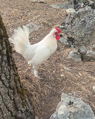 Gallo Moroseta x Marans