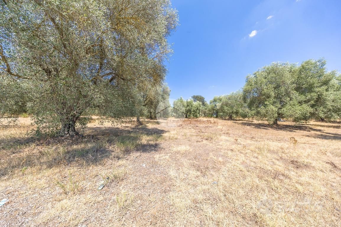 TER. AGRICOLO A GUIDONIA MONTECELIO - Vista 4