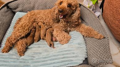 Privata cucciolata barboncini