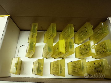 Ape regina ligustica spinola cerificata