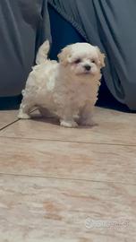 Maltipoo toy