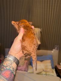 Cucciola barboncino toy