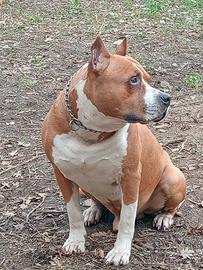 Amstaff