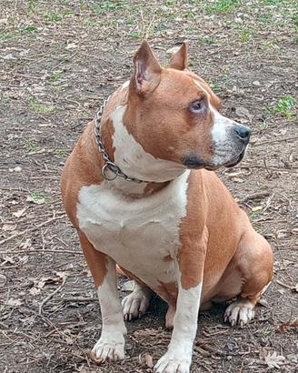 Amstaff